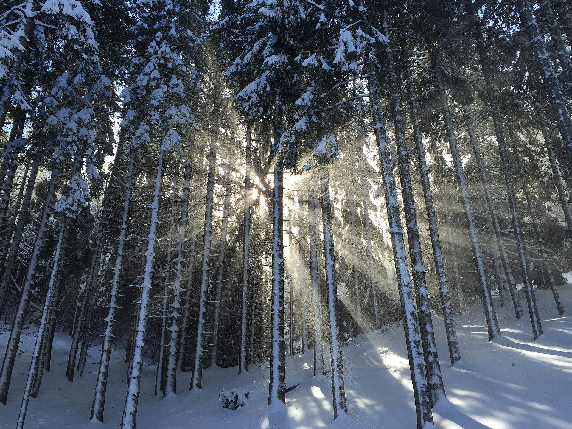 新雪后挂满积雪的针叶林